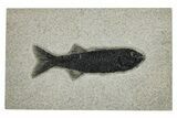 Uncommon Juvenile Fish Fossil (Mioplosus) - Wyoming #251863-1